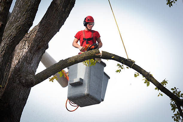  , USA Tree Care Services Pros